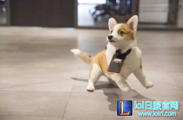 战队萌宠大盘点 队霸NICE人见人爱