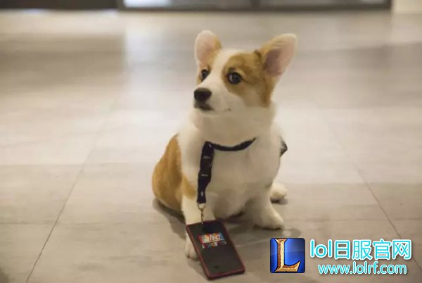 战队萌宠大盘点 队霸NICE人见人爱