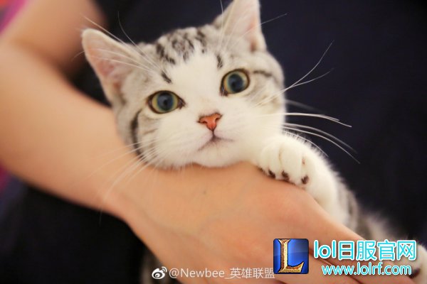 战队萌宠大盘点 队霸NICE人见人爱